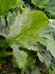 Golovinomyces tabaci