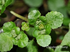 Chrysosplenium formosanum