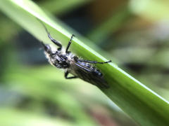 Bibio albipennis