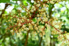 Sterculia monosperma