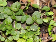 Chrysosplenium formosanum
