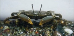 Macrophthalmus japonicus