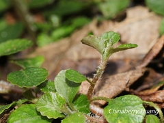 Chrysosplenium formosanum