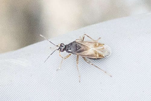 Dicyphus globulifer