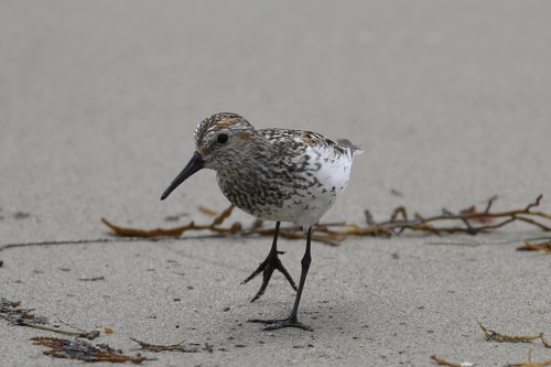 iNaturalist observation photo of Western Sandpiper