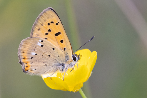 Scarce Copper