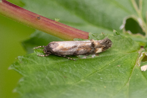Mompha idaei