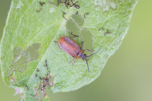 Brown Willow Beetle
