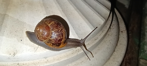 Garden Snail