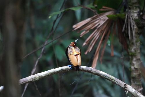 Diphyllodes magnificus observed 2026-06-22
