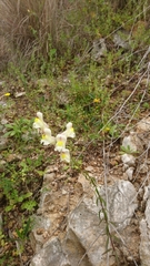Antirrhinum siculum
