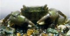 Hemigrapsus penicillatus