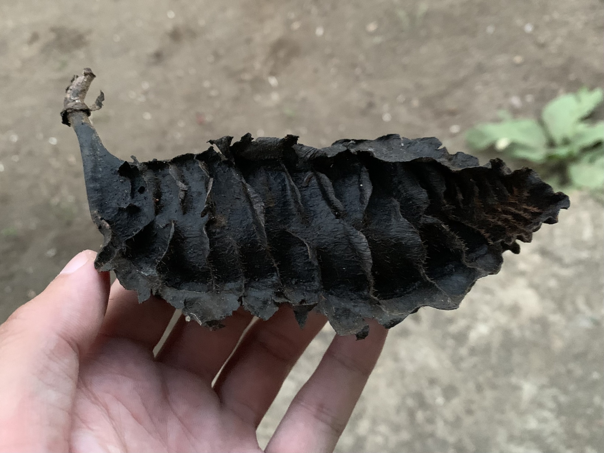 Mucuna platyphylla