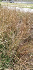 Bothriochloa decipiens