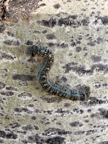 Forest Tent Caterpillar Moth