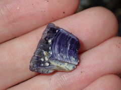 Austrobalanus imperator