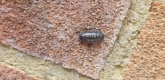 Armadillidium depressum