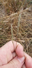 Bothriochloa decipiens