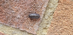 Armadillidium depressum