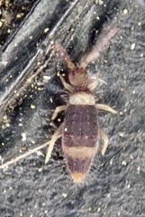 Entomobrya albocincta
