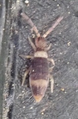 Entomobrya albocincta