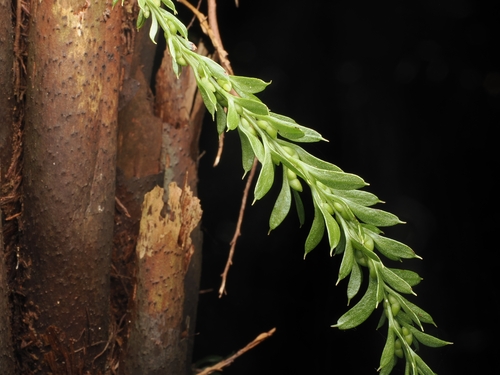 Tmesipteris tannensis, photograph 5
