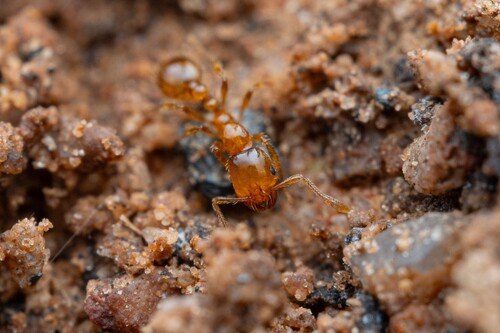 Golden Fire Ant