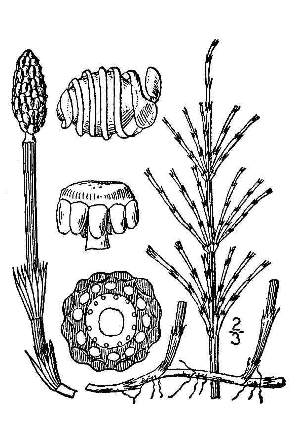 Field Horsetail (Flora of the Jenner Headlands Preserve Monocots