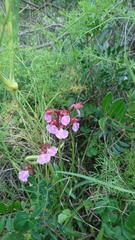 Anacamptis papilionacea grandiflora