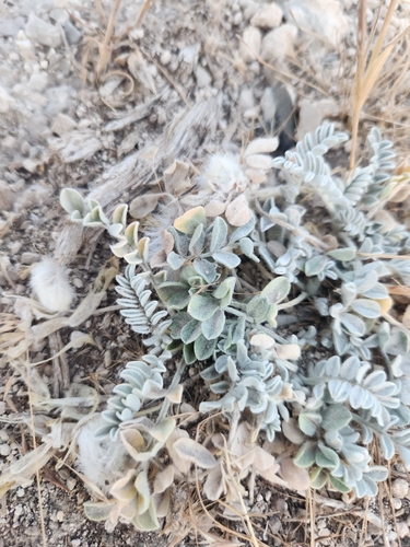 Astragalus utahensis, photograph 5