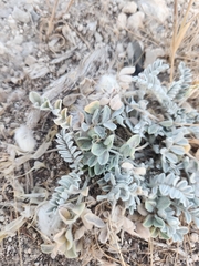 Astragalus utahensis, photograph (c) James Stevens, some rights reserved (CC BY)