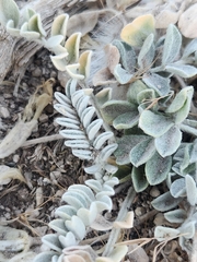 Astragalus utahensis, photograph (c) James Stevens, some rights reserved (CC BY)