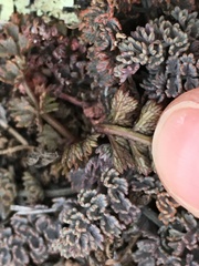 Gingidia enysii peninsulare