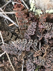 Gingidia enysii peninsulare