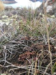Gingidia enysii peninsulare