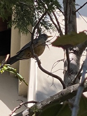 Turdus olivaceus