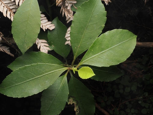 Melicytus macrophyllus