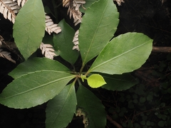 Melicytus macrophyllus