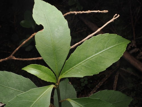 Melicytus macrophyllus, photograph 1