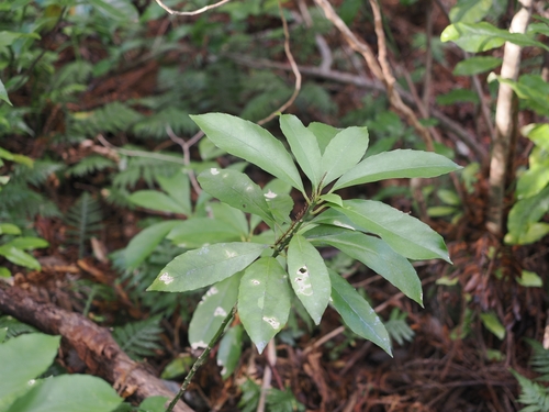 Melicytus macrophyllus, photograph 2