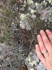 Gingidia enysii peninsulare