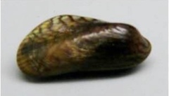 Arcuatula senhousia image