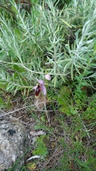 Ophrys lunulata