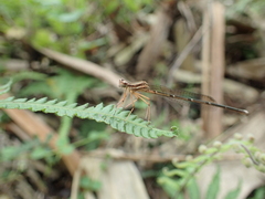 Pseudocopera