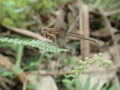 Pseudocopera