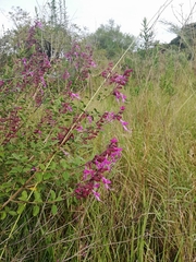 Syncolostemon rotundifolius