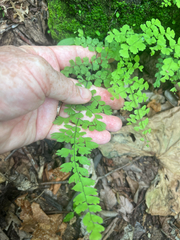 Adiantum concinnum, photograph author not stated, no rights reserved