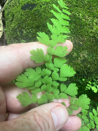 Adiantum concinnum, photograph 6