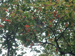 Elaeocarpus serratus