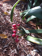 Clivia miniata miniata